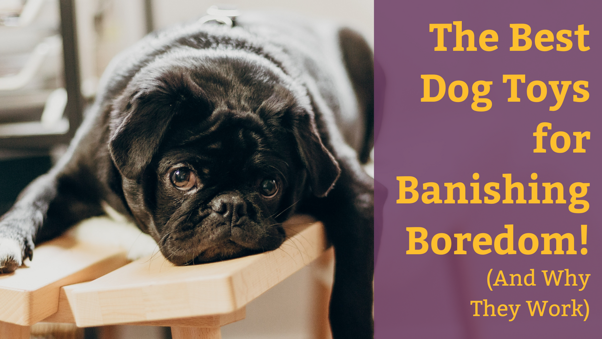 The Best Dog Toys For Banishing Boredom! – Wildhunde