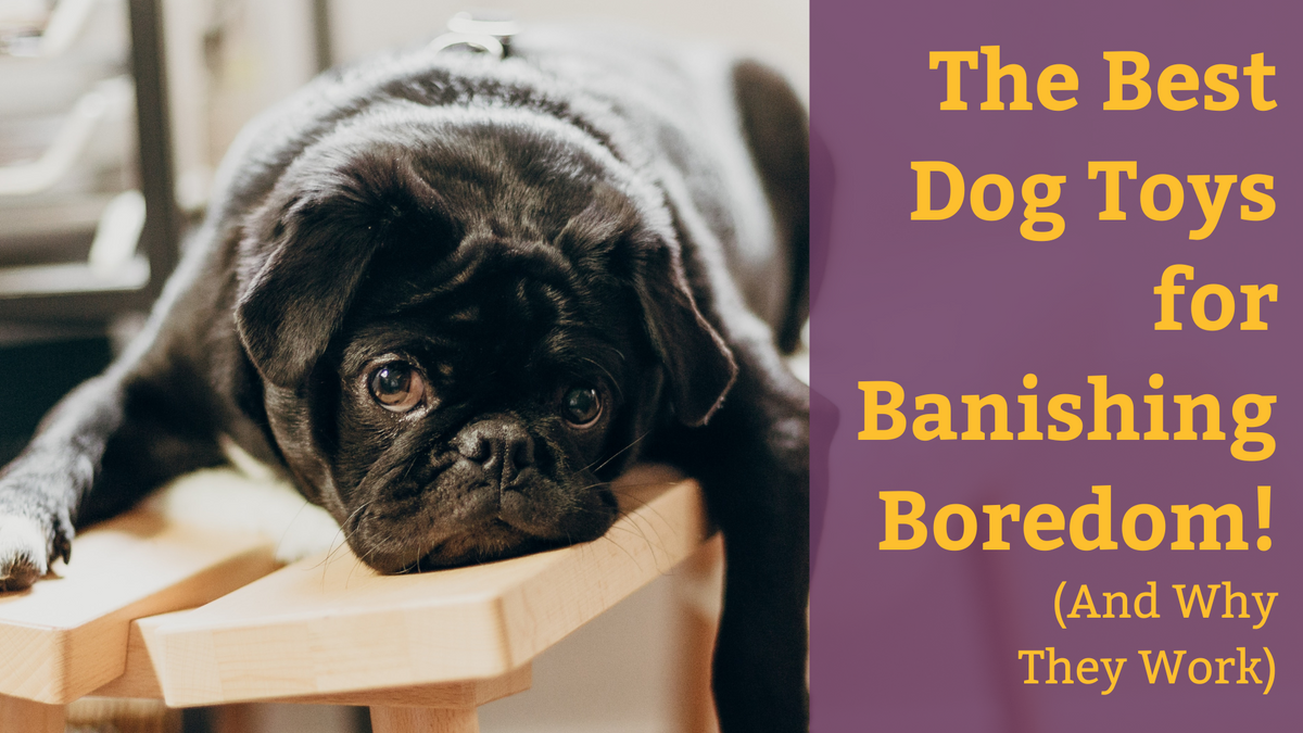 Toys for bored hot sale dogs