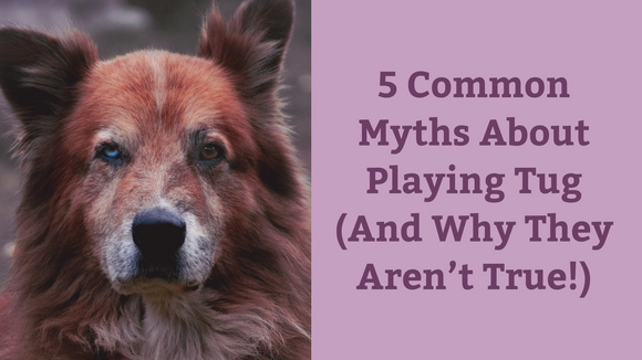 5 Common Myths About Playing Tug (And Why They Aren’t True!)