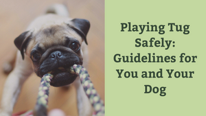 Playing Tug Safely: Guidelines for You and Your Dog