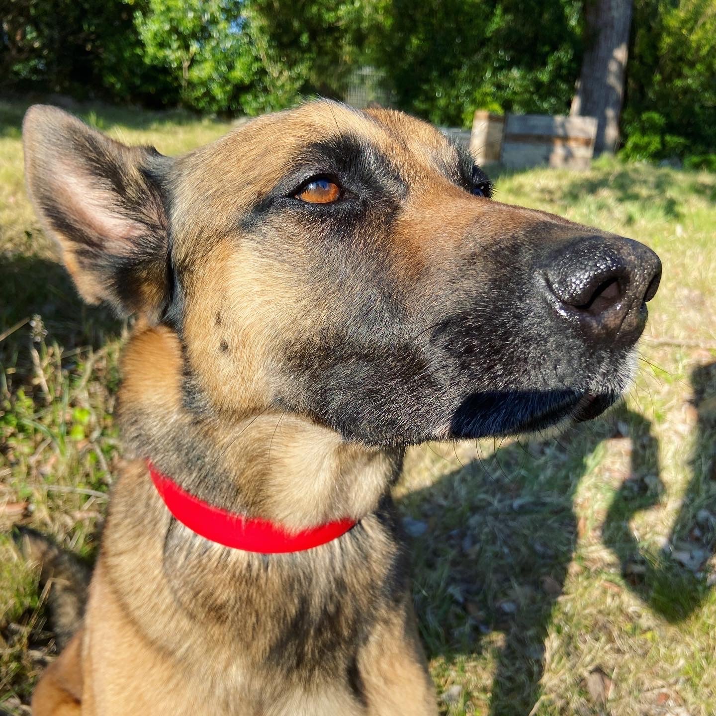 Custom BioThane Collar- Made To Order