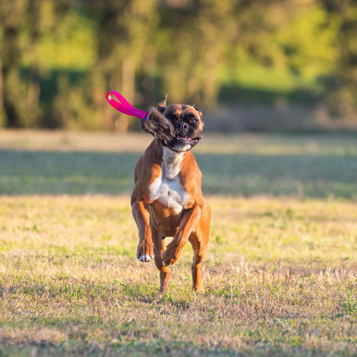 Wild-Tug Rabbit Tug Toy with Handle