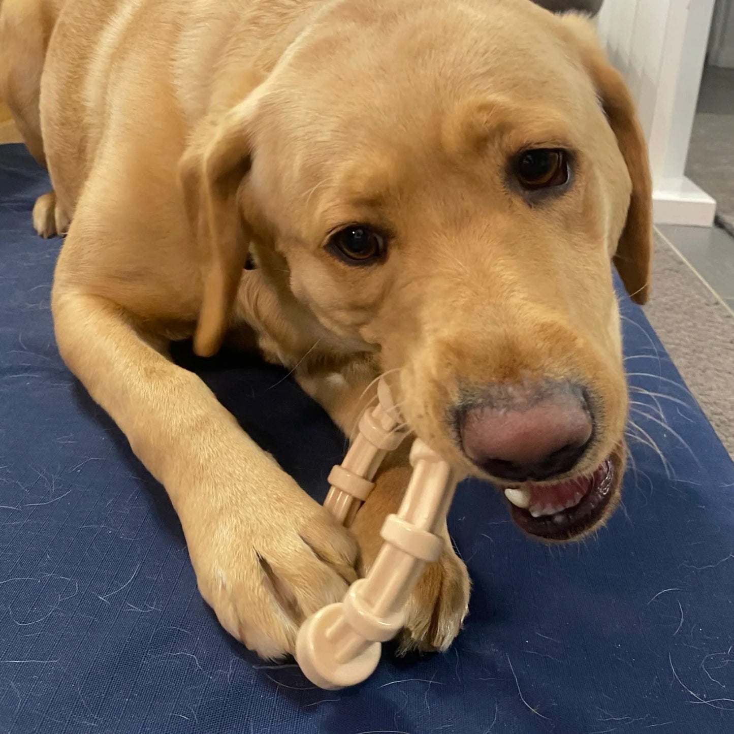 SodaPup Nylon Teething Puppy Ring