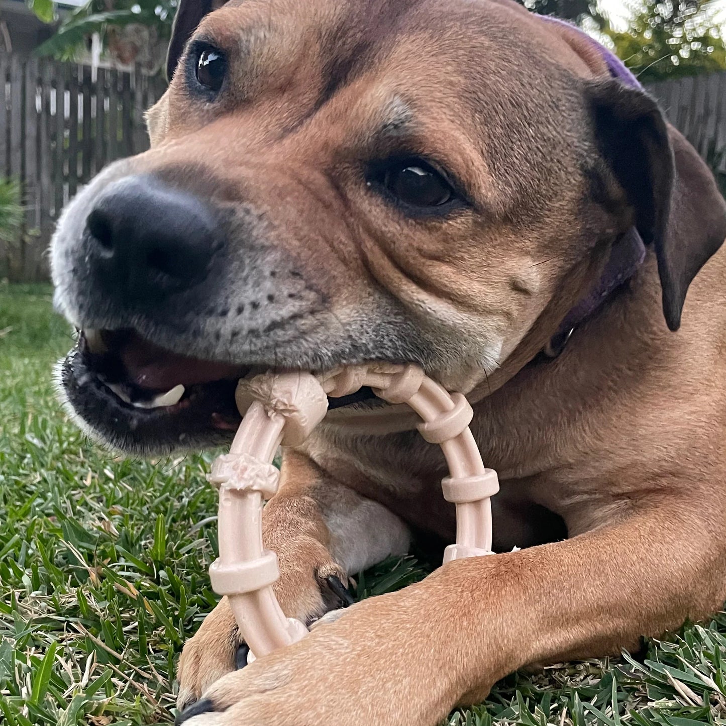 SodaPup Nylon Teething Puppy Ring