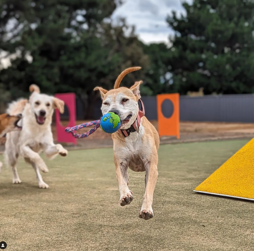Orbee-Tuff Tug Ball