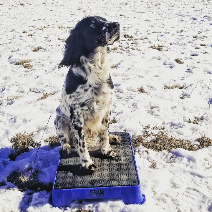 Cato Board Dog Training Place Board