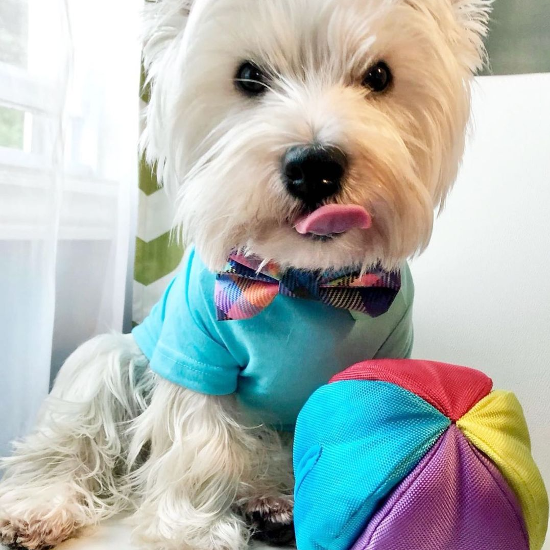 Hide n Seek Ball Scent and Snuffle Toy