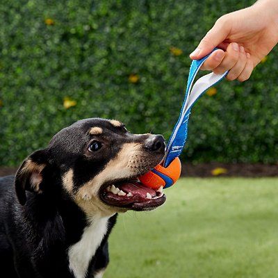 Chuckit! Ultra Tug Ball