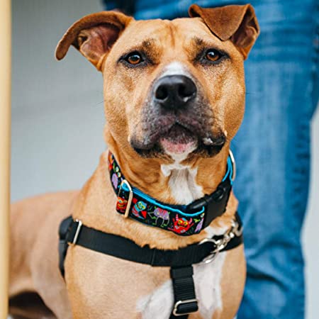 2 Hounds 2 Inch Wide Fabric Martingale Collar