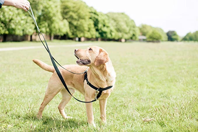 2 Hounds Freedom No-Pull Dog Harness