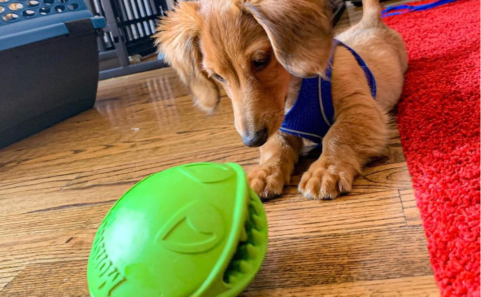 Jolly Pets Monster Mouth and Treat Dispenser