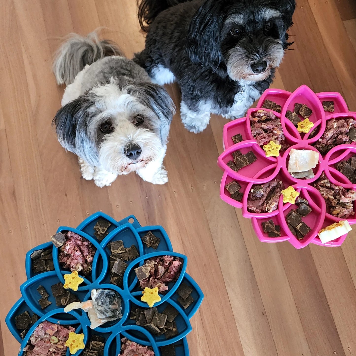 SodaPup Mandala Enrichment Tray