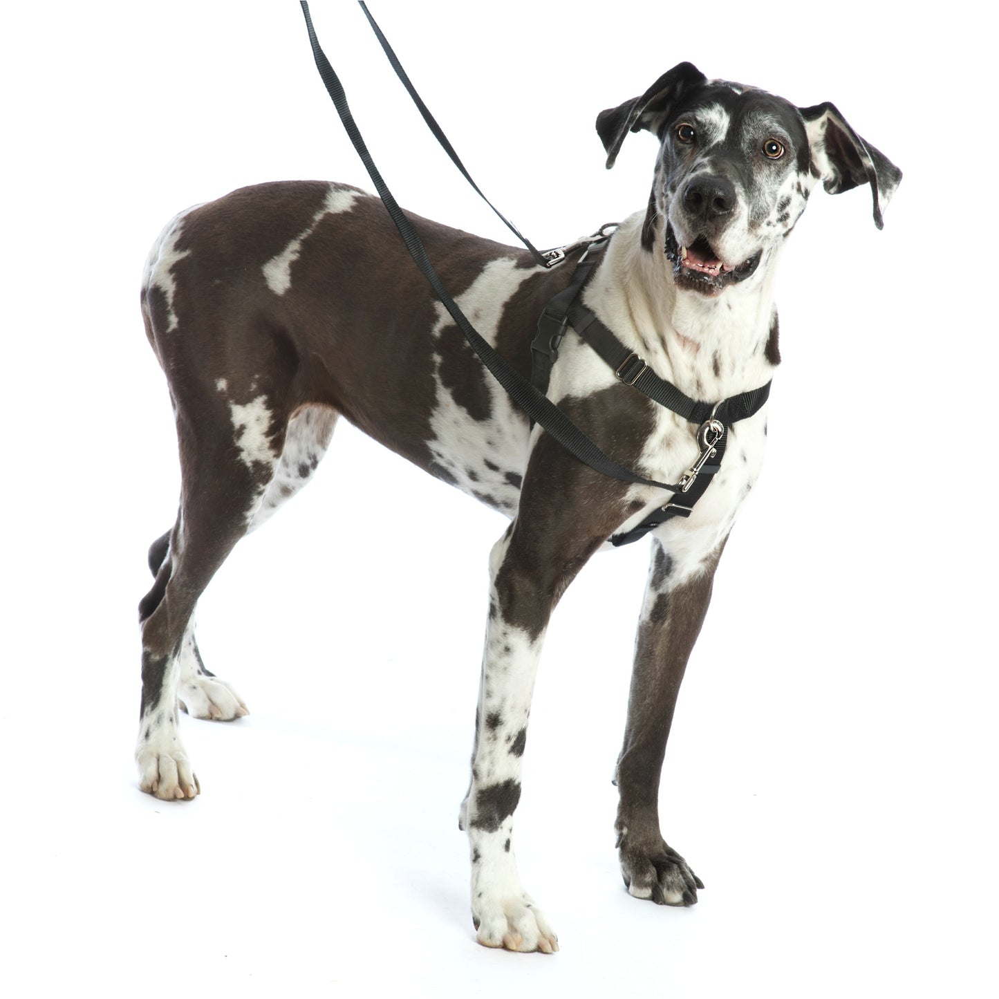 2 Hounds Freedom No-Pull Dog Harness