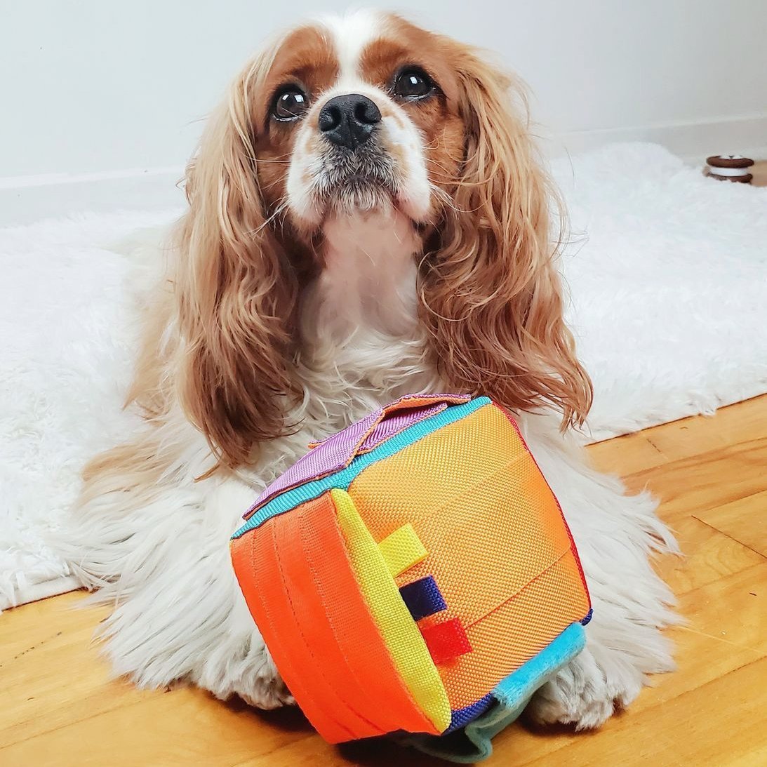 Hide n Seek Cube Scent and Snuffle Toy