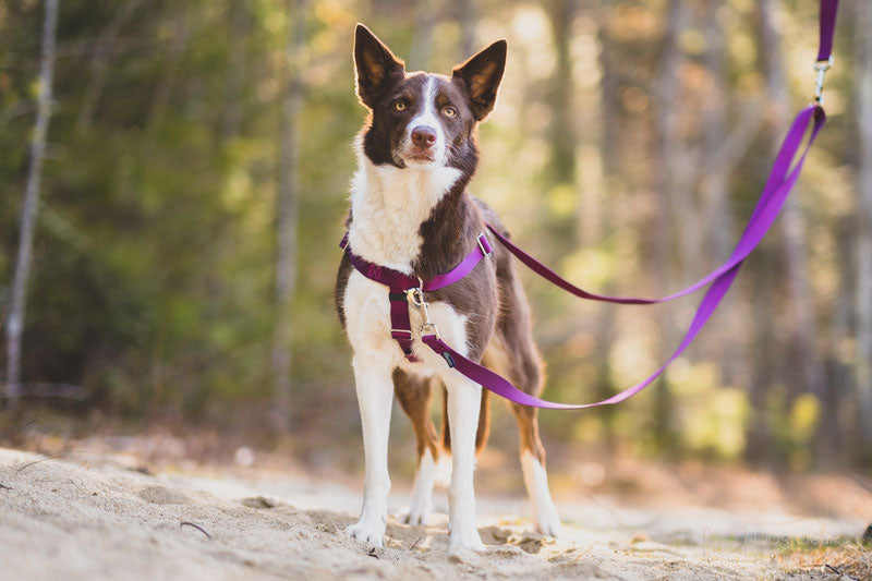 2 Hounds Freedom No-Pull Dog Harness
