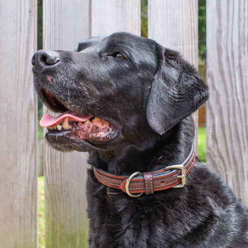 1 Inch Two Tone Chocolate Leather Collar