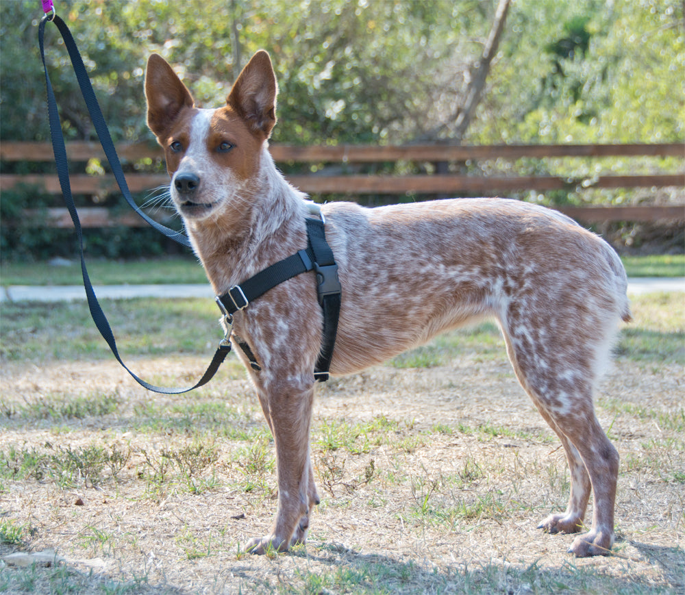 2 Hounds Freedom No-Pull Dog Harness