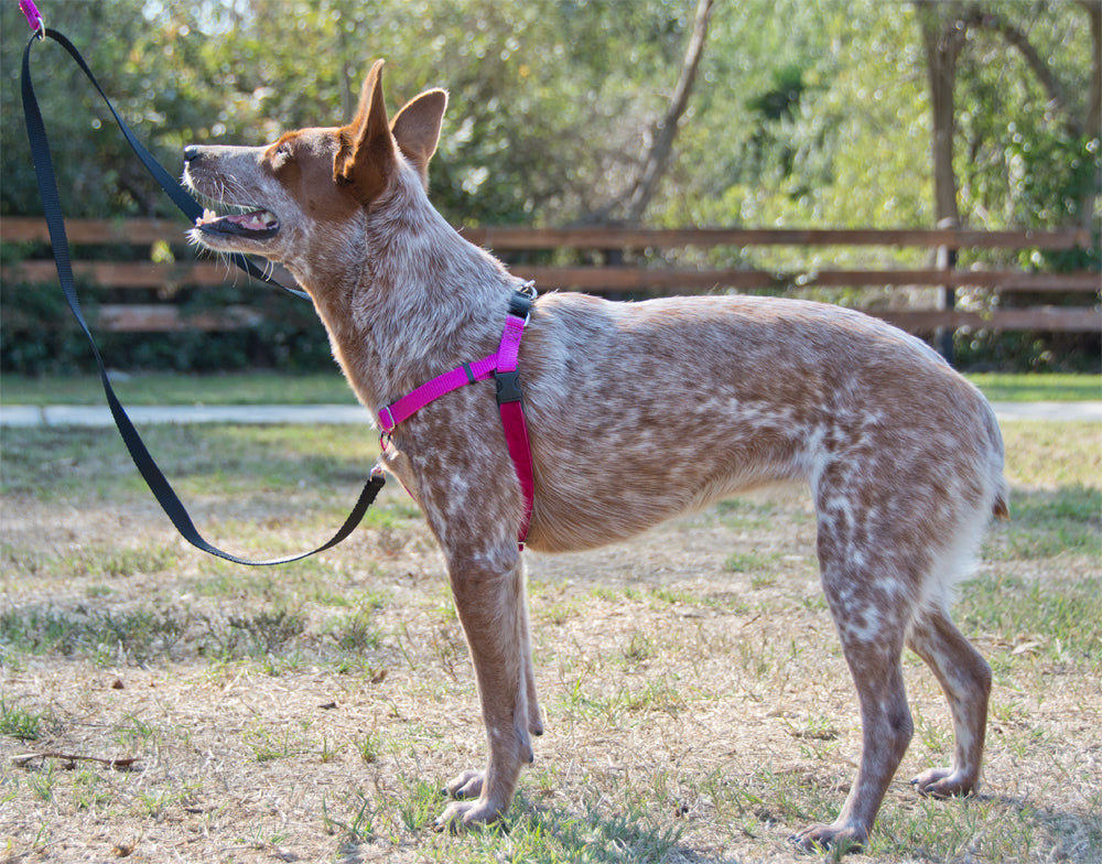 2 Hounds Freedom No-Pull Dog Harness