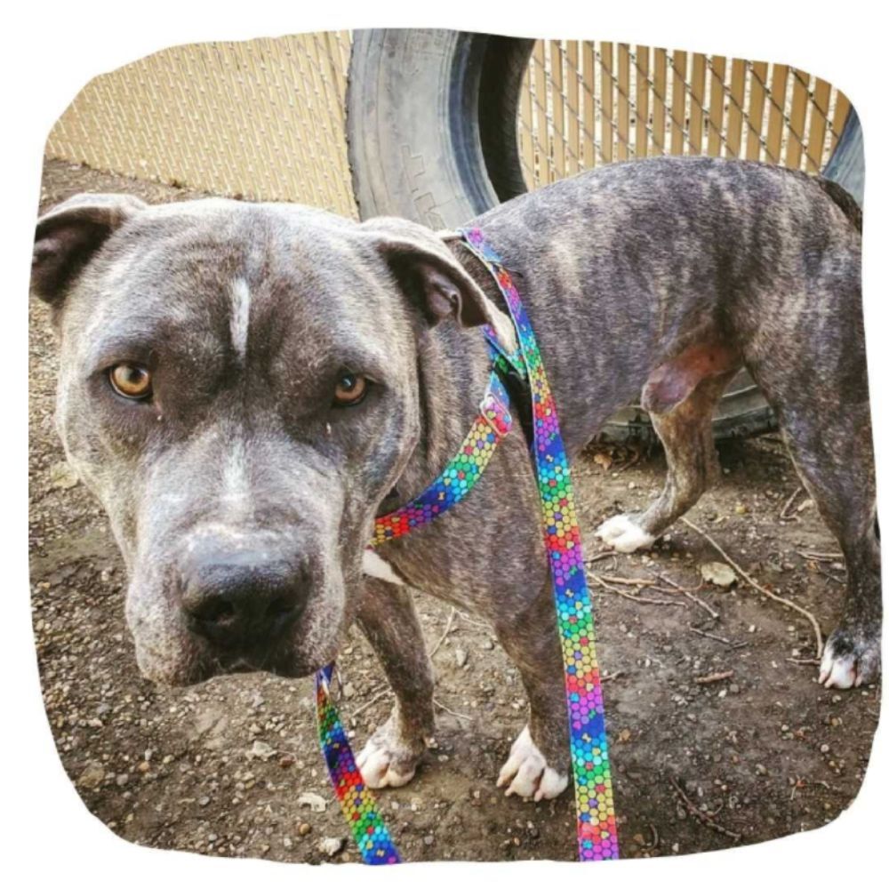 2 Hounds Freedom No-Pull Dog Harness