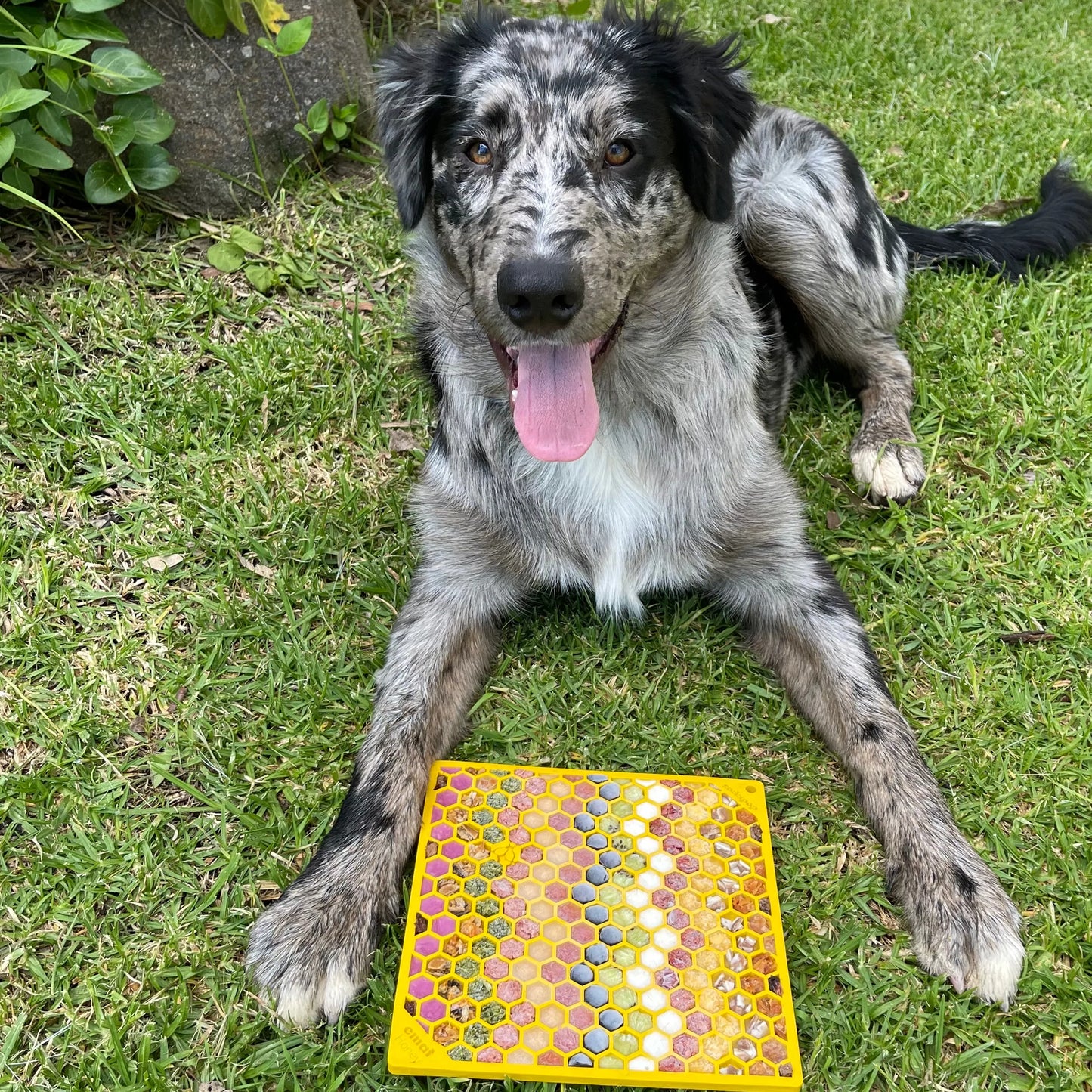 SodaPup Honeycomb Enrichment Mat