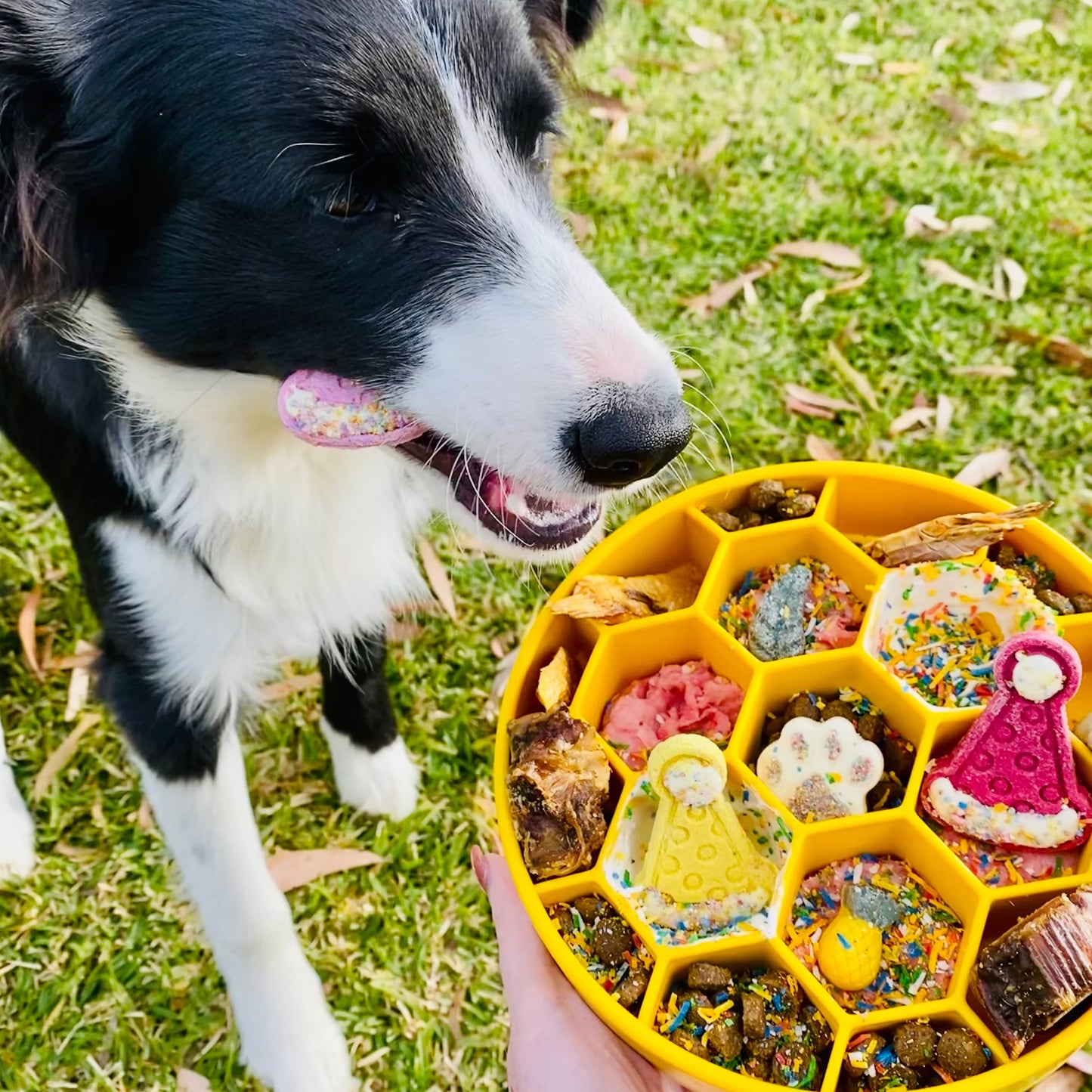 Sodapup Honeycomb Enrichment Bowl