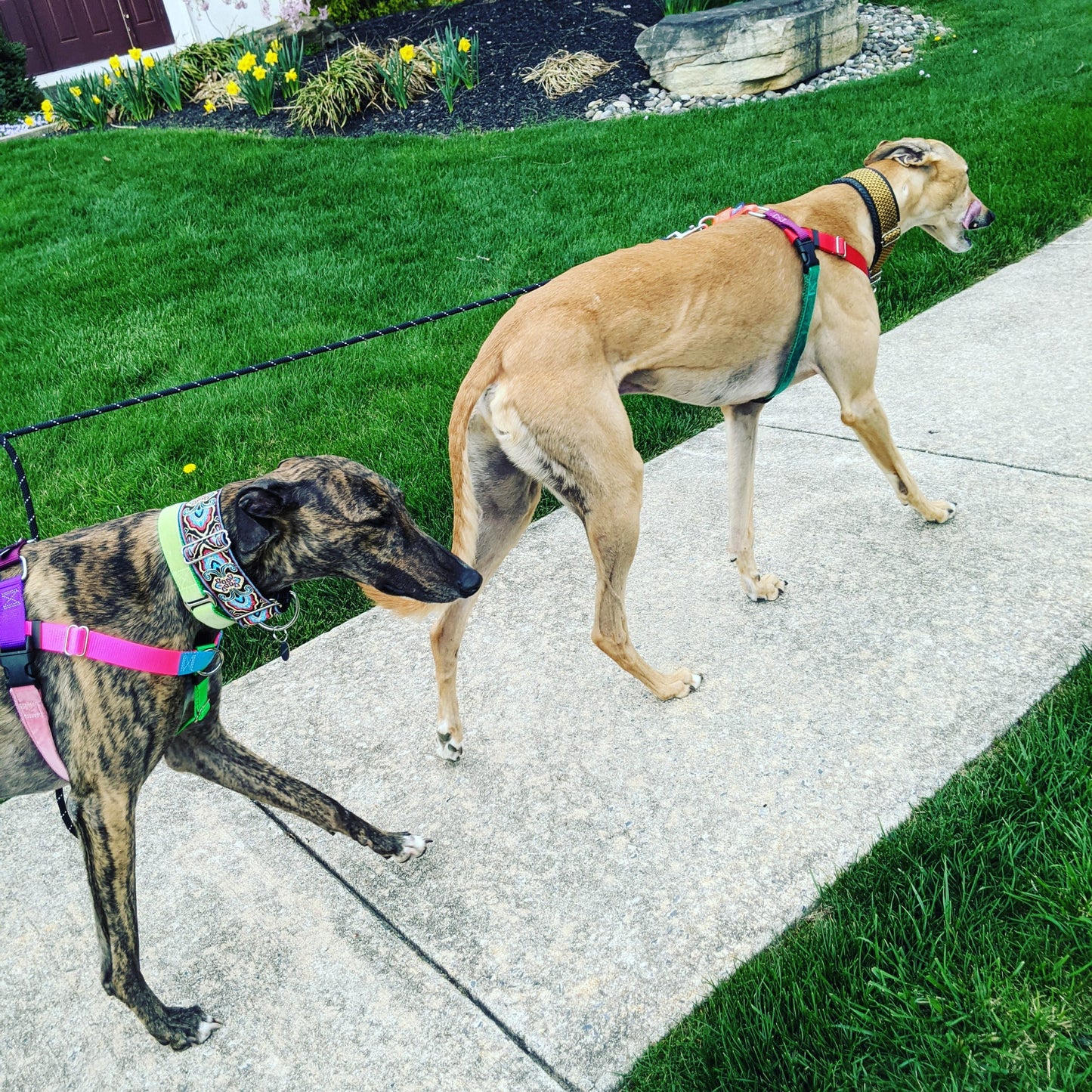 2 Hounds Freedom No-Pull Dog Harness