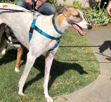 2 Hounds Freedom No-Pull Dog Harness
