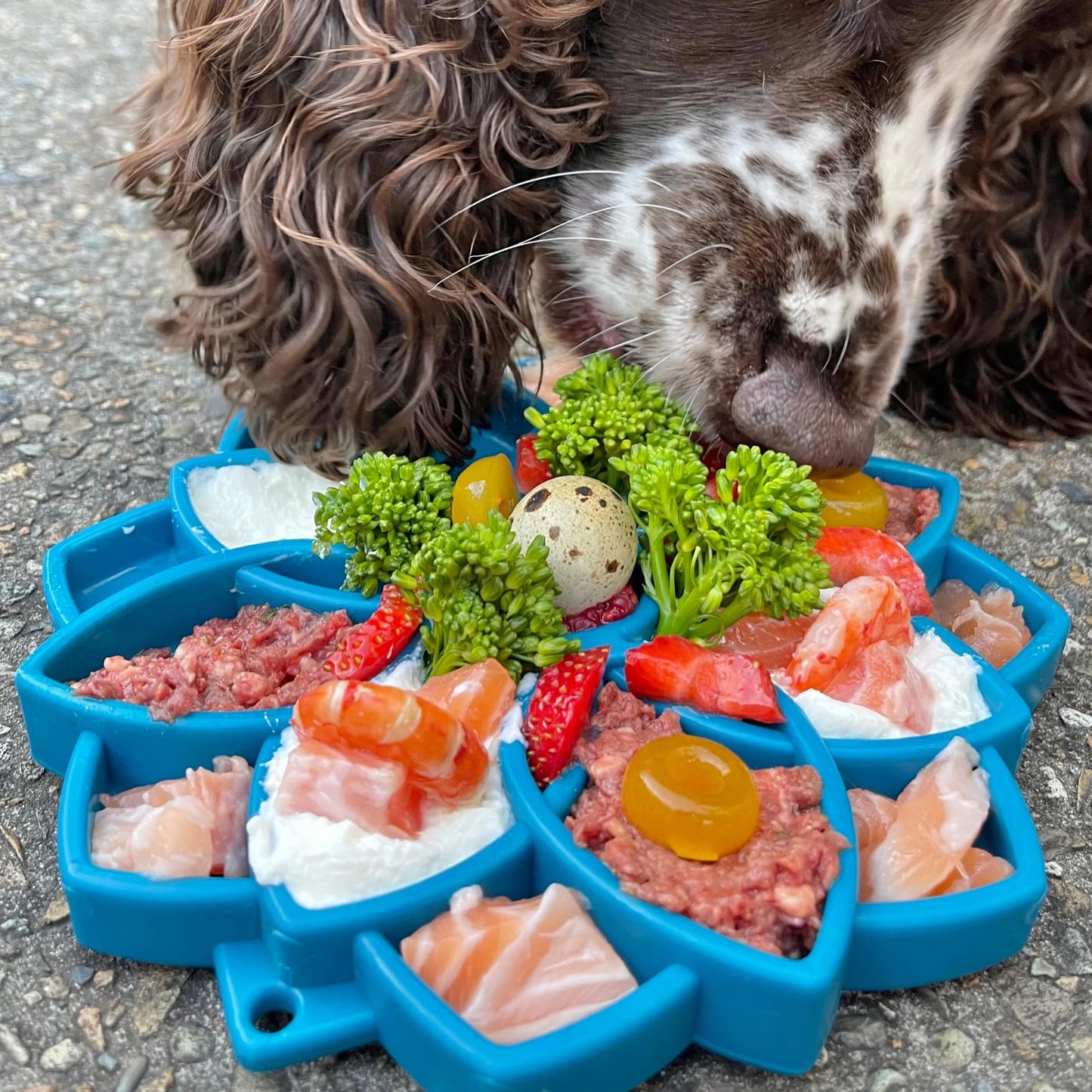 SodaPup Mandala Enrichment Tray