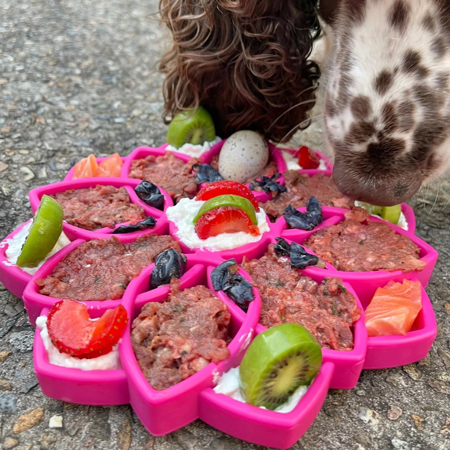 SodaPup Mandala Enrichment Tray