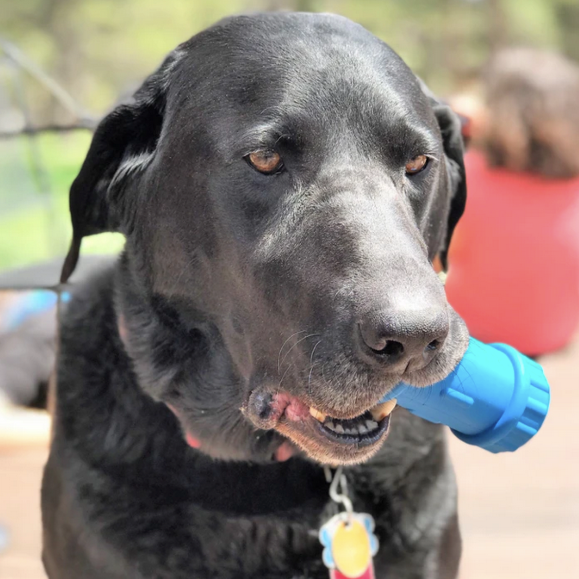 SodaPup Durable Rubber ID Bone