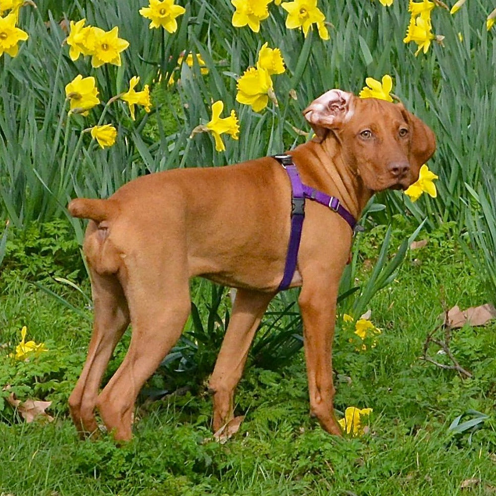 2 Hounds Freedom No-Pull Dog Harness