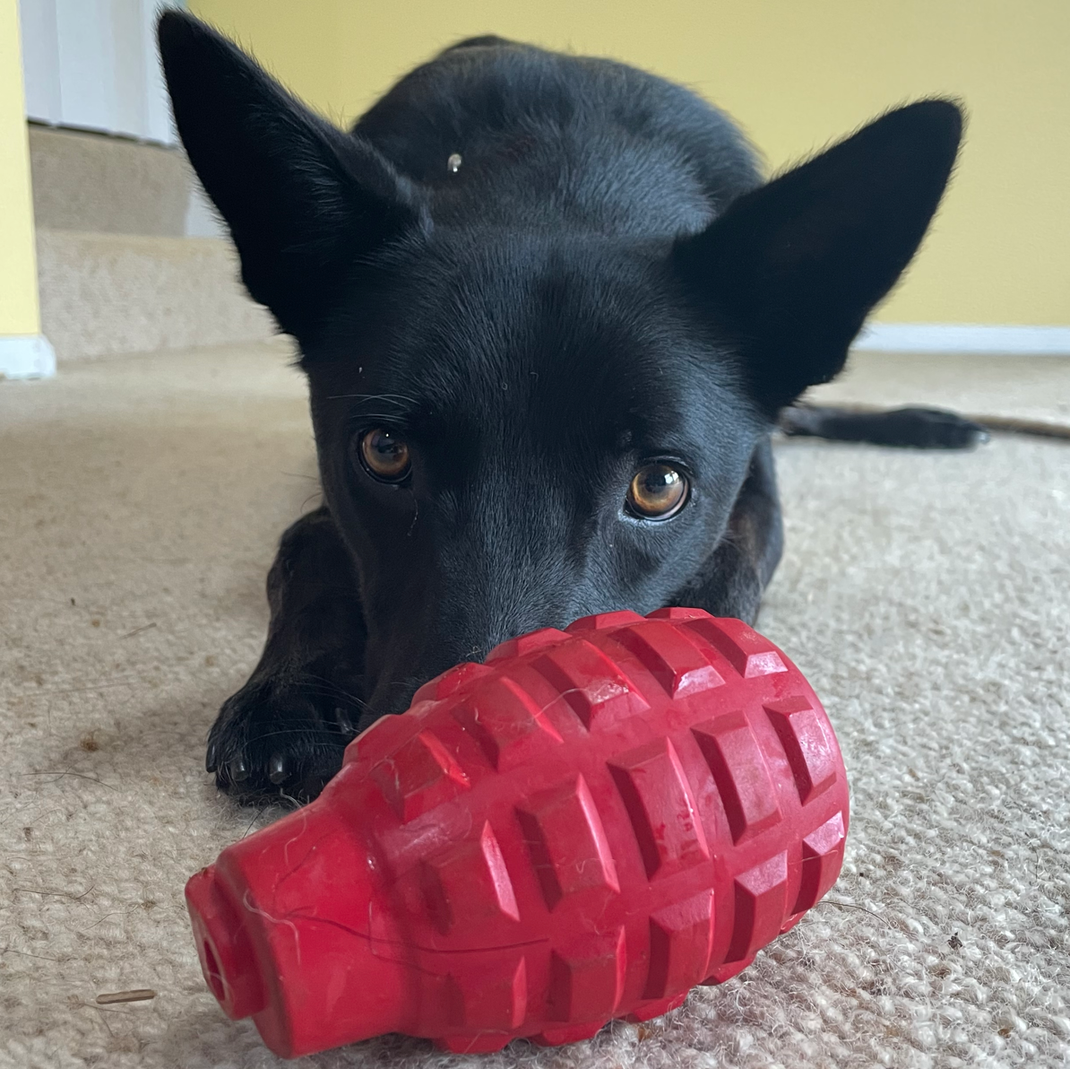 SodaPup Rubber Grenade