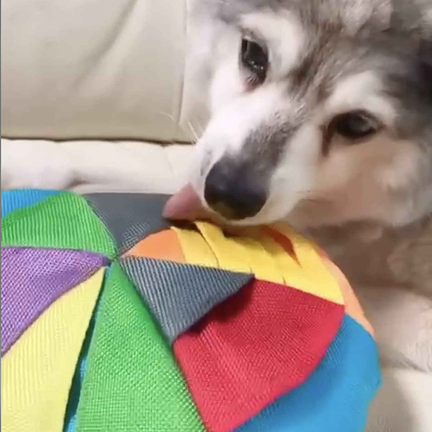 Hide n Seek Disc Scent and Snuffle Toy