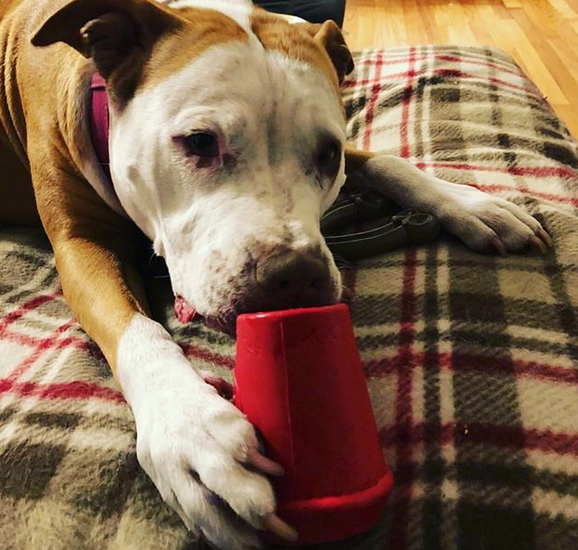 SodaPup Durable Rubber Coffee Cup