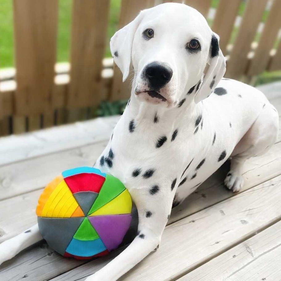 Hide n Seek Disc Scent and Snuffle Toy