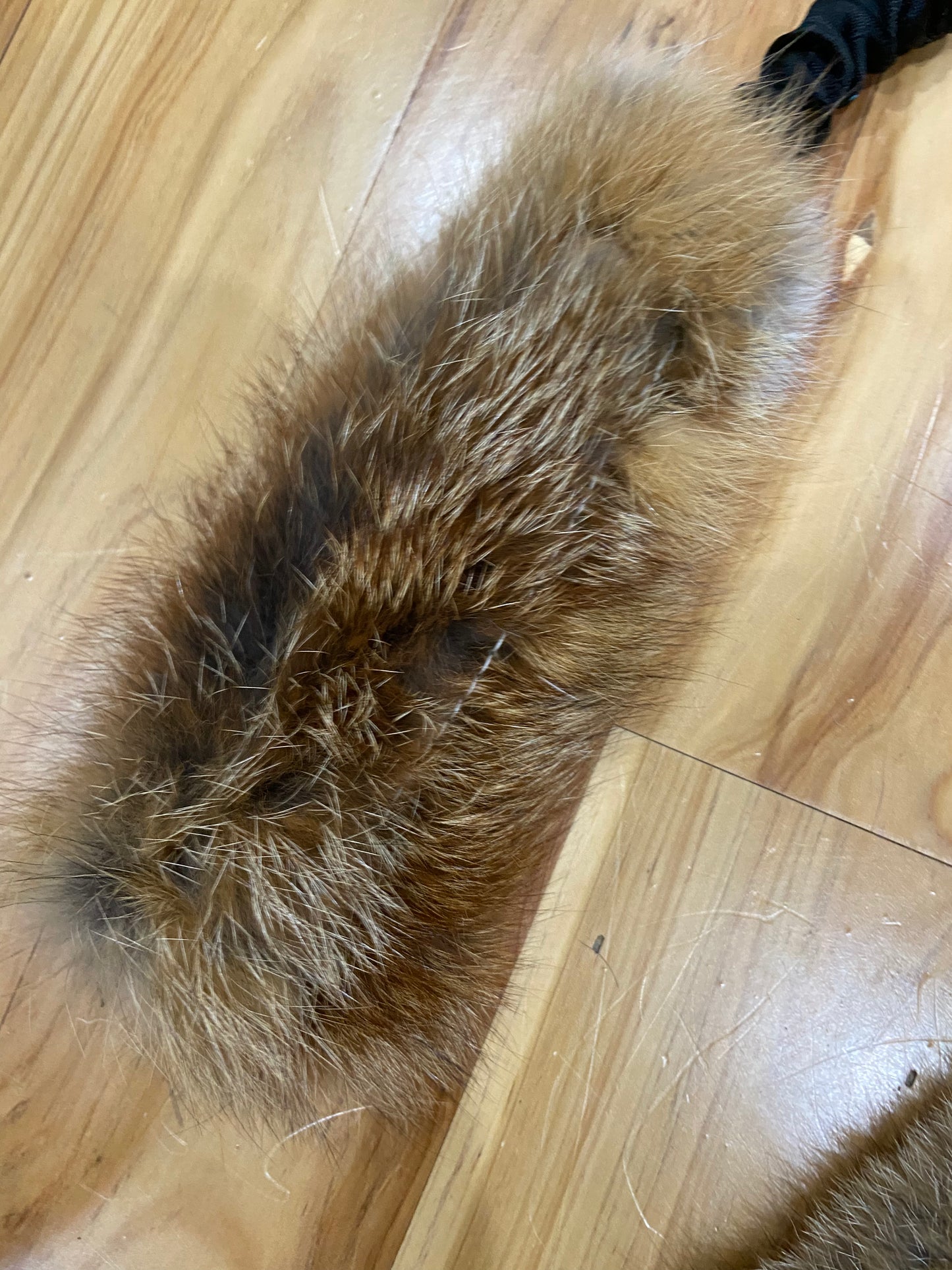 Wild-Tug Fox Bungee Tug Toy
