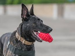 SodaPup Rubber Grenade