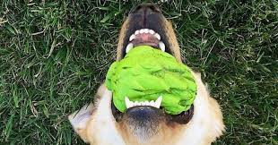 Orbee-Tuff Foodies Artichoke