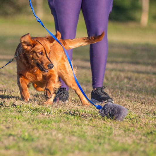 Trainer using the Wildhunde Whirlwind Flirt Pole with a high-drive dog.