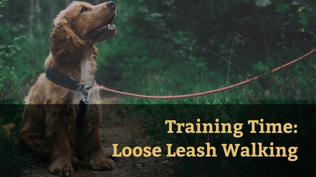 Training Time Loose Leash Walking Wildhunde
