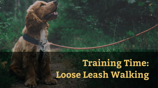 Training Time: Loose Leash Walking