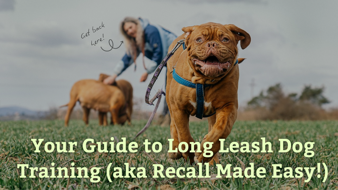 Your Guide to Long Leash Dog Training (aka Recall Made Easy!)