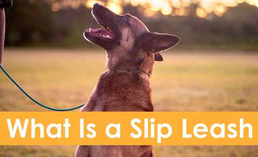 What is a Slip Leash for Dogs and how does it work?