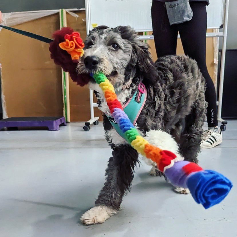 Real Fur Dog Toys