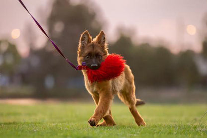 Wild-Tug Sheepskin Flirt Pole Attachment
