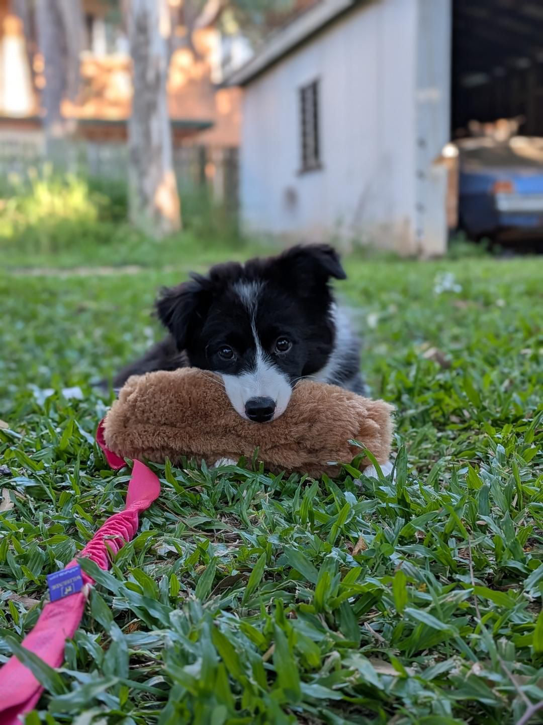 Wild-Tug Long Sheepskin Squeaker Tug Toy with Drag Line Bungee