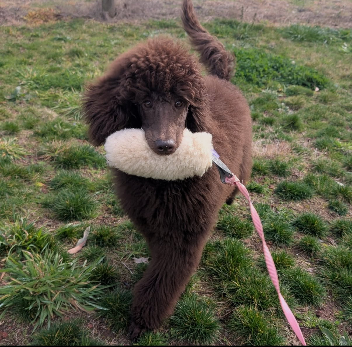 Wild-Tug Sheepskin Flirt Pole Attachment
