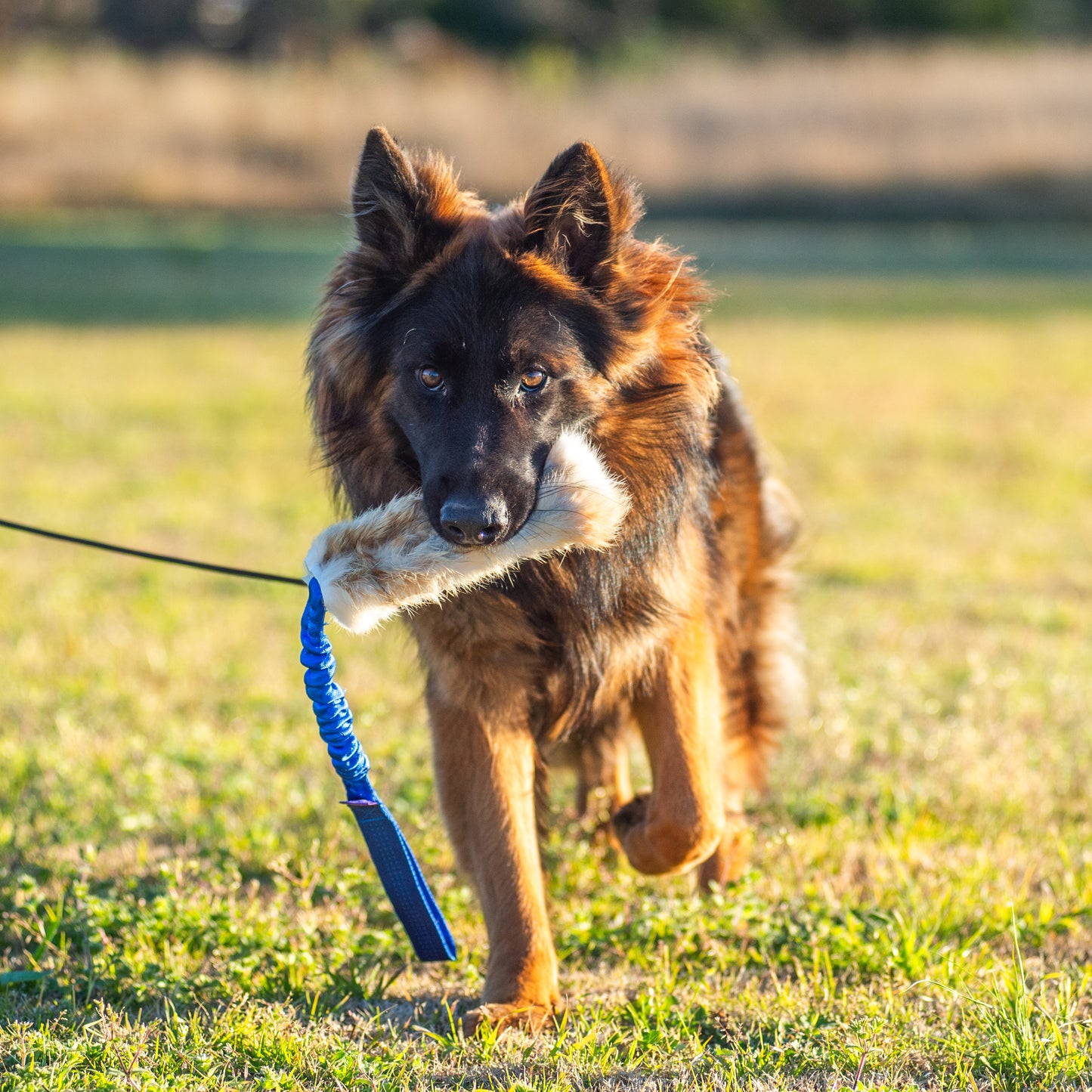 Wild-Tug Rabbit Bungee Tug Toy