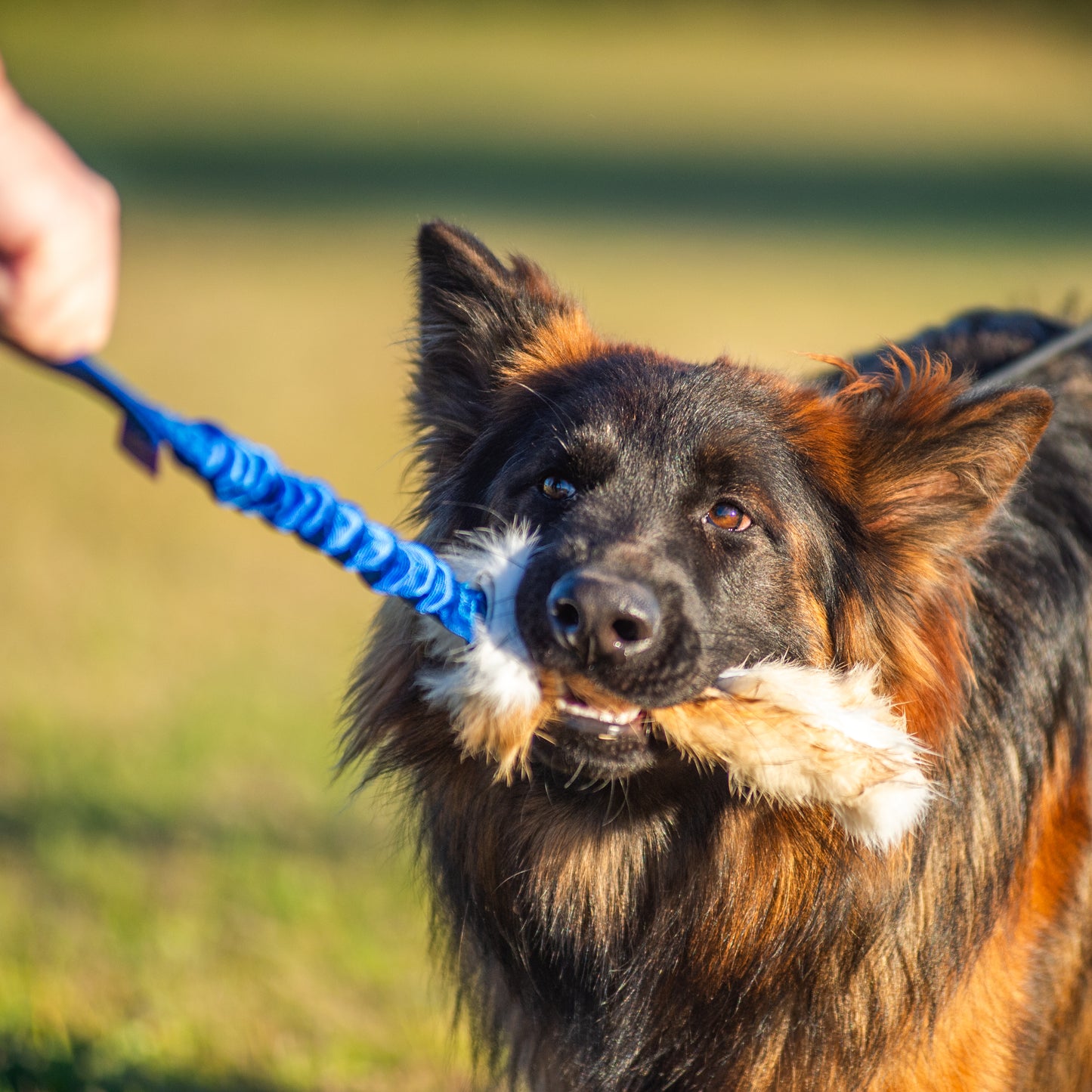 Wild-Tug Rabbit Bungee Tug Toy