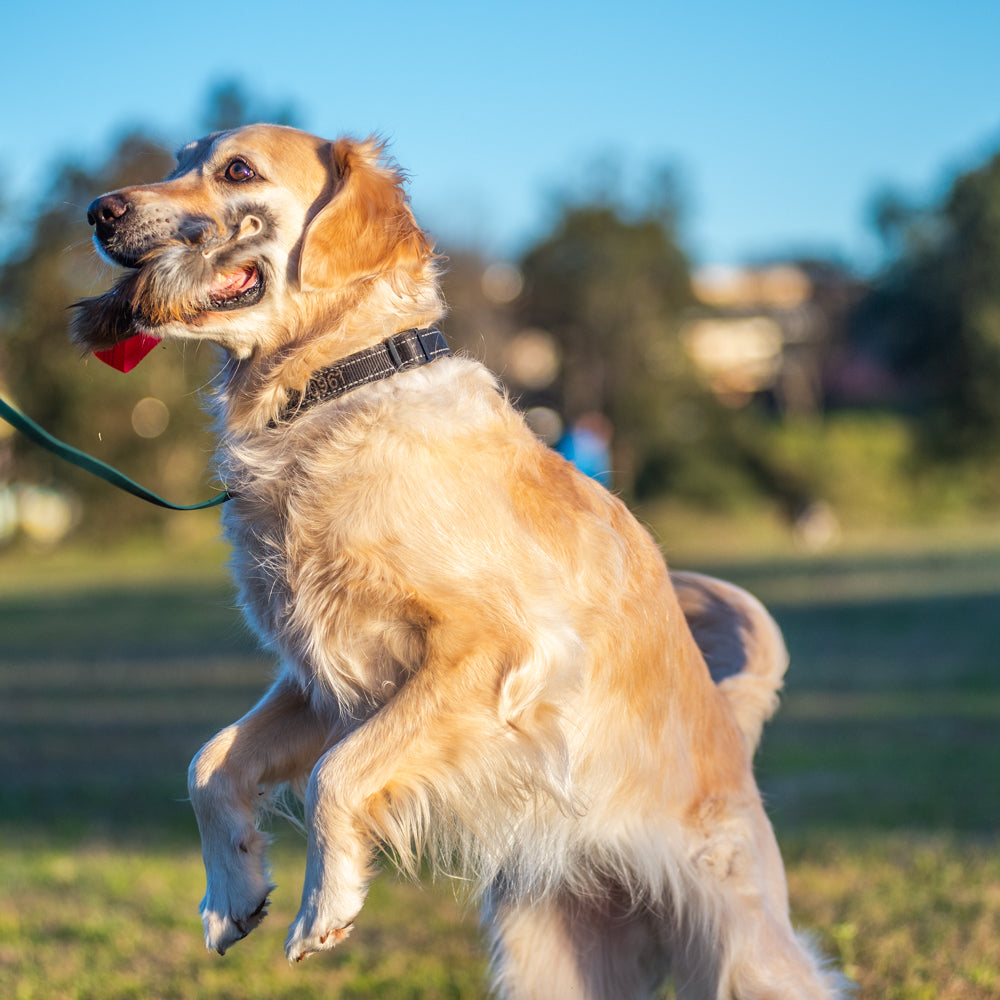 Wild-Tug Fox Tug Toy with Handle